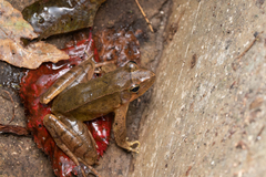 Dabie Mountain Brown Frog photo 3
