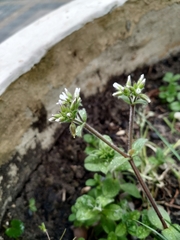 Cerastium glomeratum