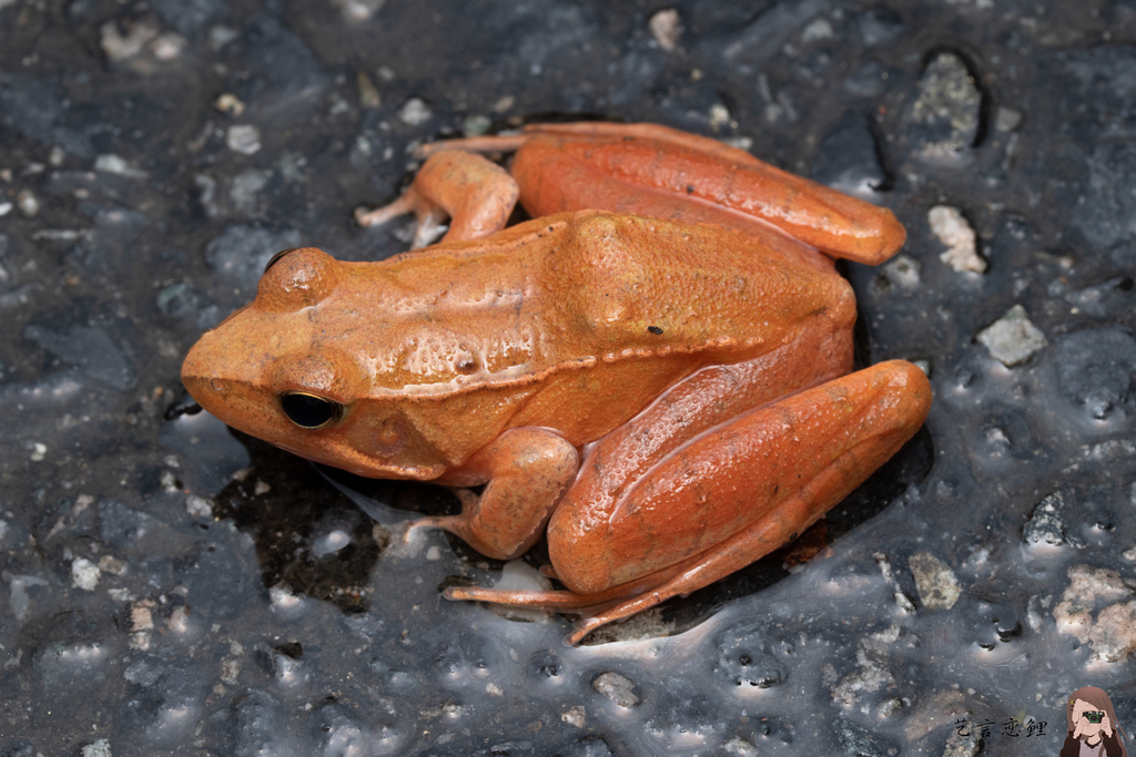 Dabie Mountain Brown Frog