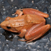 Dabie Mountain Brown Frog - Photo (c) 张艺言, some rights reserved (CC BY-NC), uploaded by 张艺言