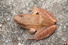 Dabie Mountain Brown Frog photo 2