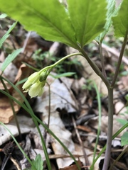 Cardamine enneaphyllos