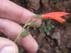 Salvia oppositiflora