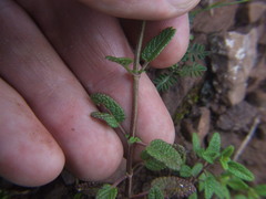Salvia oppositiflora