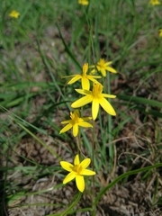 Pauridia trifurcillata