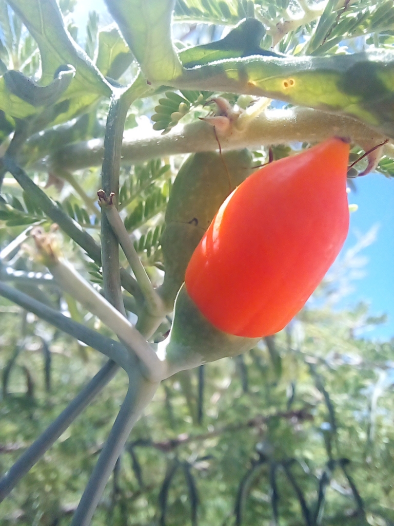 Corallocarpus welwitschii from Ohangwena Region, Namibia on January 2
