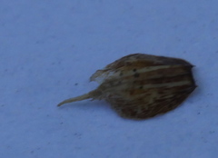 Carex lessoniana