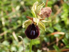 Ophrys bertolonii