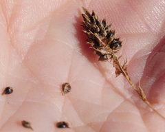 Carex lessoniana