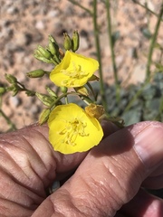 Chylismia multijuga