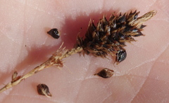 Carex lessoniana