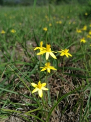 Pauridia trifurcillata