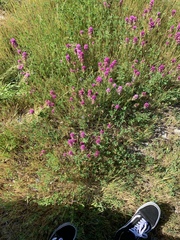 Castilleja exserta