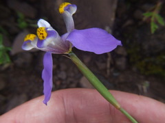 Hesperoxiphion herrerae