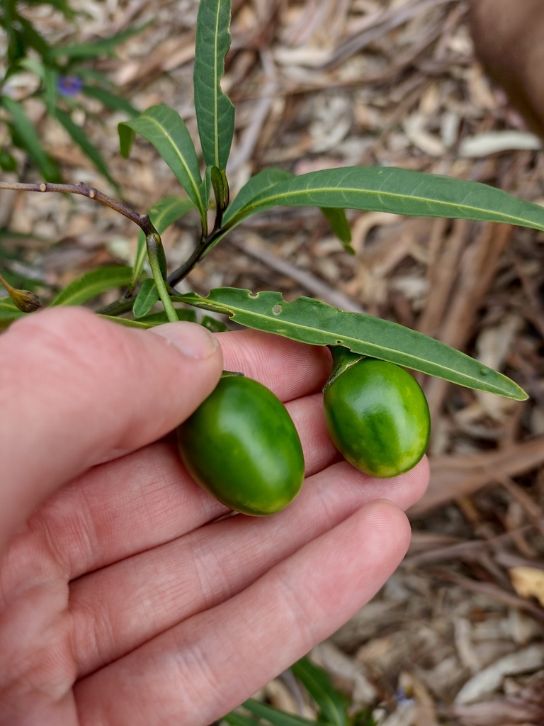 green kangaroo-apple from Queens Domain TAS 7000, Australia on January ...