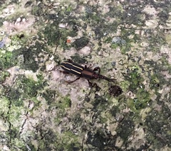 Estenorhinus flavolineatus