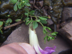 Ipomoea plummerae cuneifolia