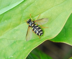 Xanthogramma citrofasciatum