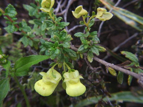 Image of Calceolaria myriophylla by (c) cstobie, some rights reserved (CC BY)