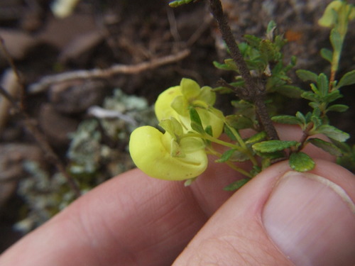 Image of Calceolaria myriophylla by (c) cstobie, some rights reserved (CC BY)