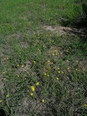 Pauridia trifurcillata