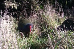 Porphyrio hochstetteri