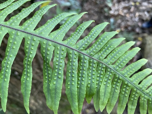Goniophlebium formosanum iNat (2)