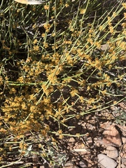 Ephedra torreyana