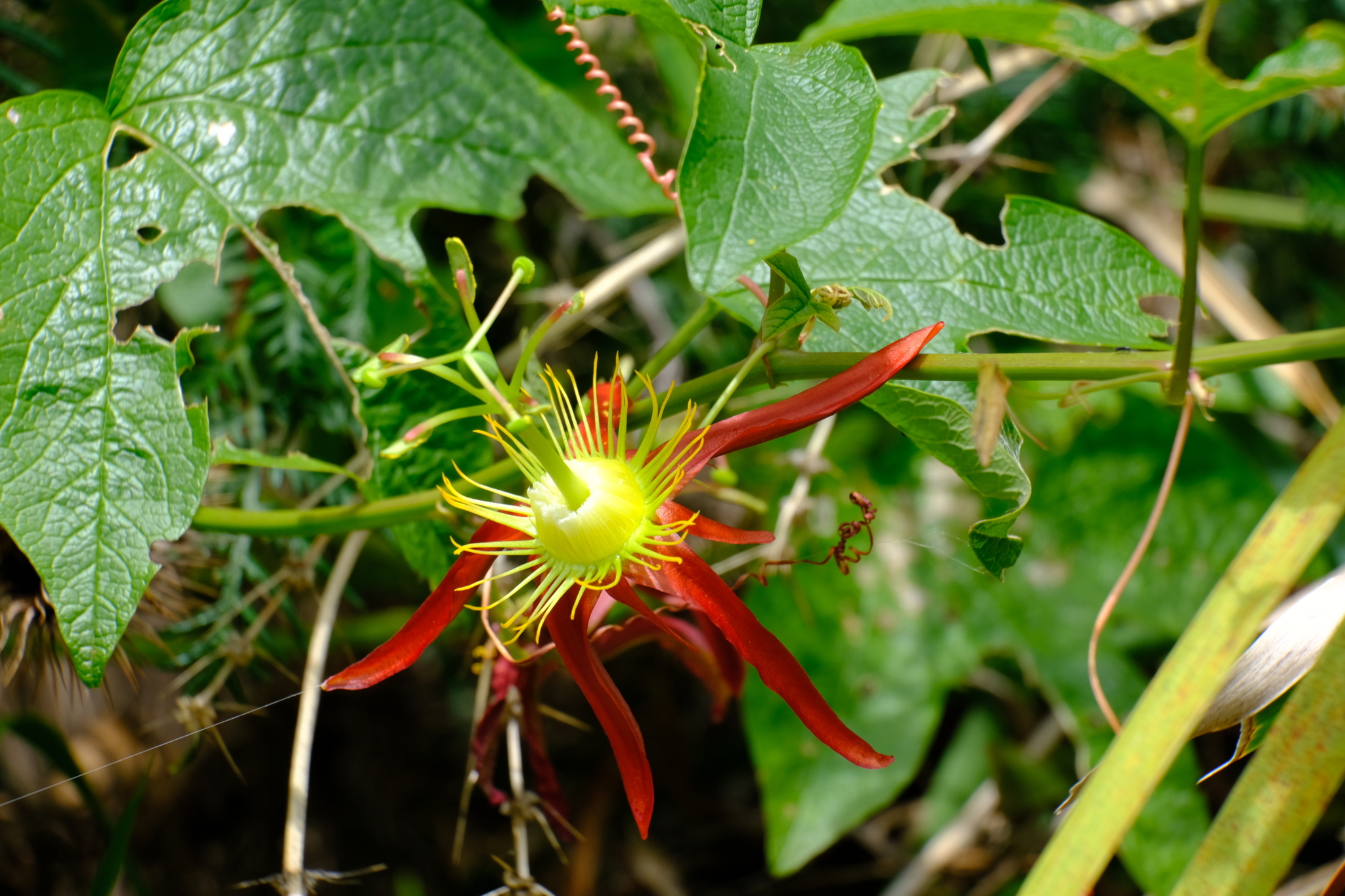 Imagem de Maracujá-vermelho