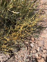 Ephedra torreyana