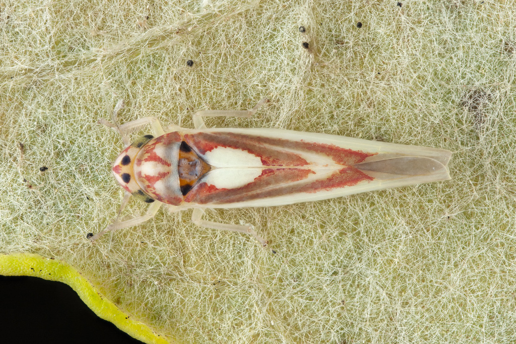Zygina lunaris