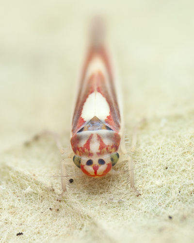 Zygina lunaris