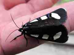 Alypiodes bimaculata