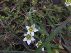 Gentianella limoselloides