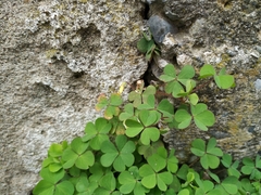 Oxalis corniculata
