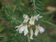 Astragalus garbancillo