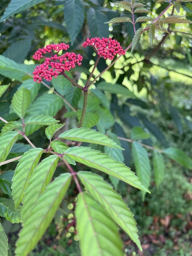 Foto de Pau-de-sangue