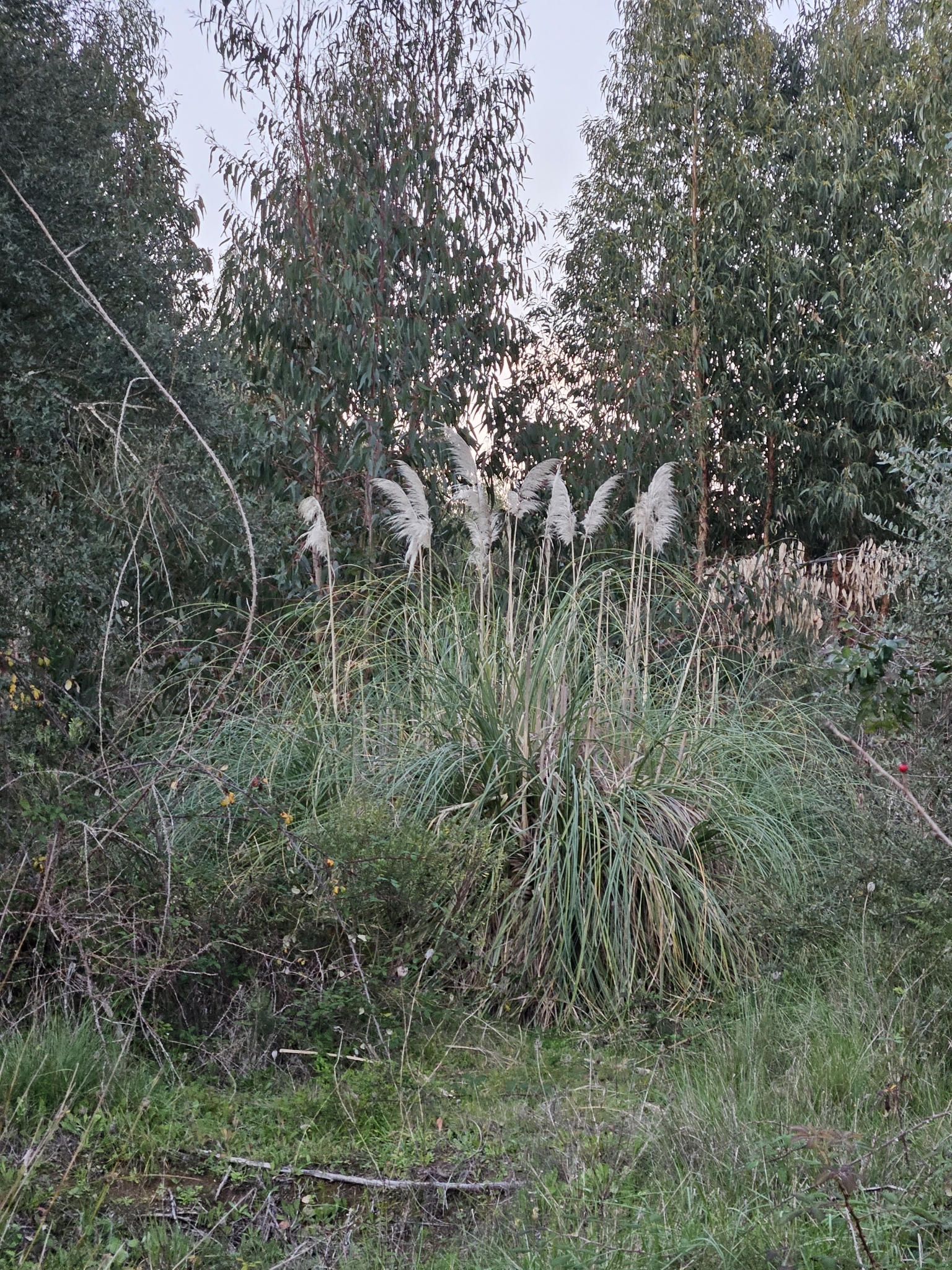 Imagem de Capim-dos-pampas