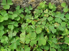 Oxalis corniculata