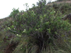 Escallonia resinosa