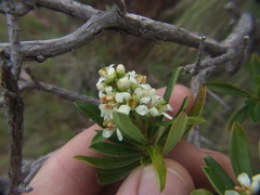 Escallonia resinosa