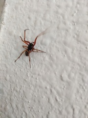 Steatoda nobilis