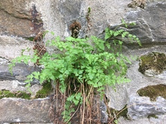 Cystopteris tennesseensis