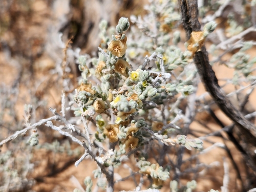 Grey Bluebush (Maireana radiata)