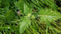 Phacelia malvifolia