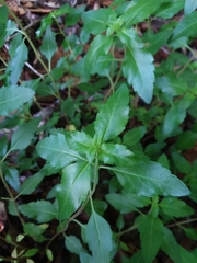 Clinopodium carolinianum