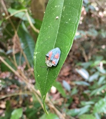 Dorynota sexplagiata