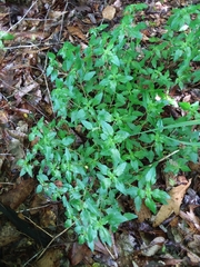 Clinopodium carolinianum