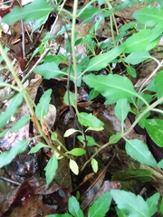 Clinopodium carolinianum