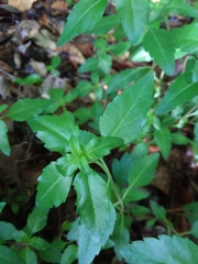 Clinopodium carolinianum